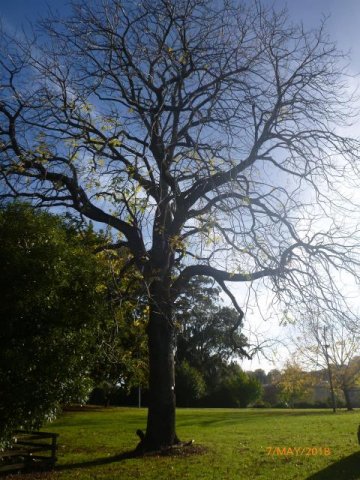  Black walnut bare. Cambridge Tree Trust